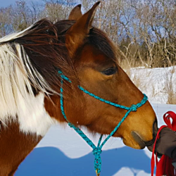 Rope Halter